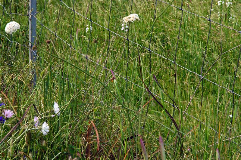 Oenanthe silaifolia / Finocchio acquatico a foglie strette